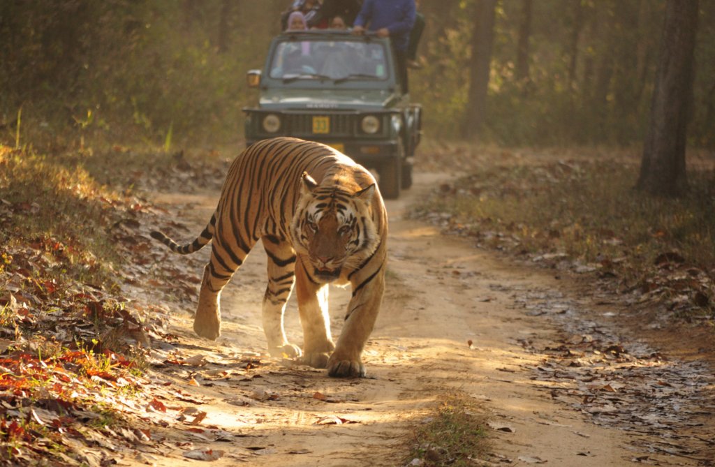 royal_bengal_tiger_kanha.jpg