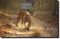 royal_bengal_tiger_kanha.jpg